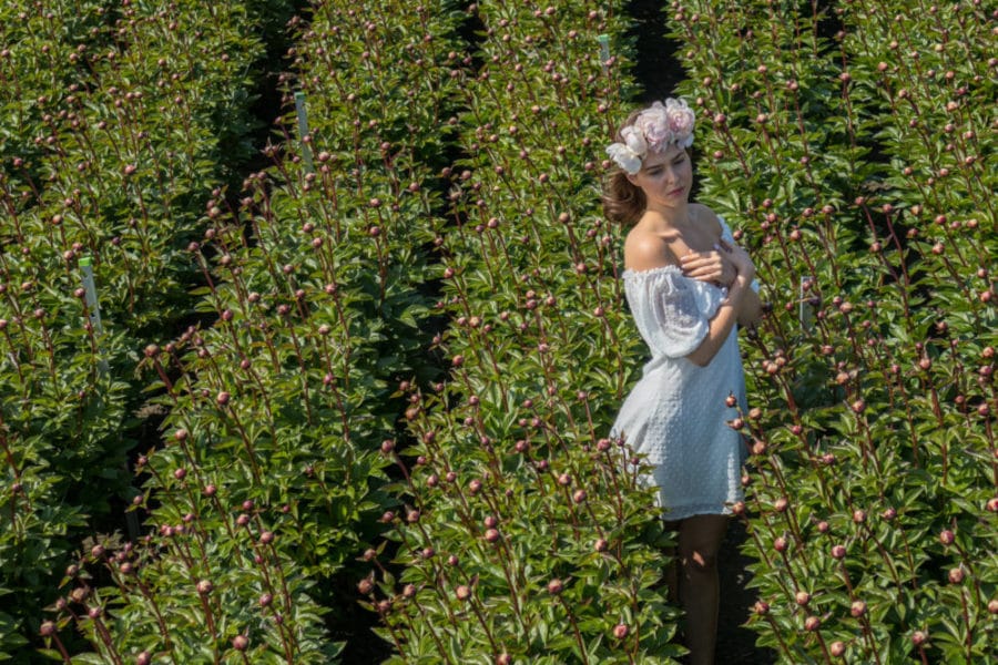 231408-0382 close up of Peonies from Netherlands with model