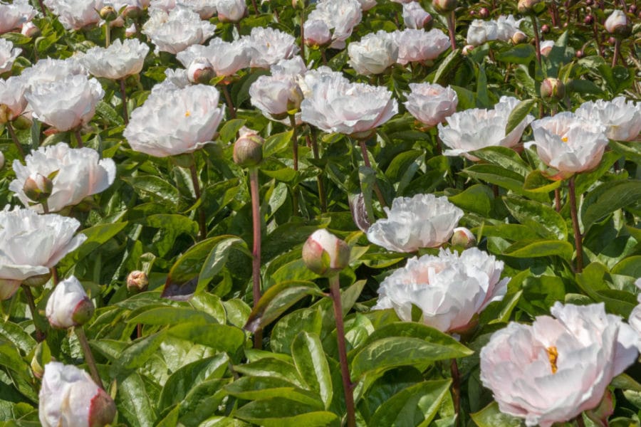 231408-0518 Peonies from Netherlands with model
