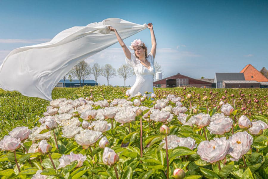 231408-0525 Primrose Hall Nursery Peonies in the Netherlands