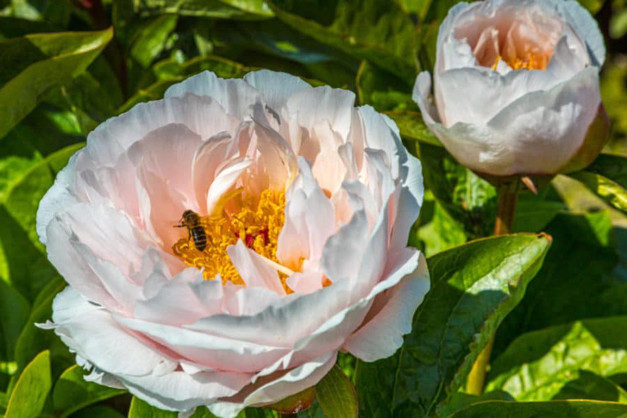 231408-0600 close up of Peonies from Netherlands with model