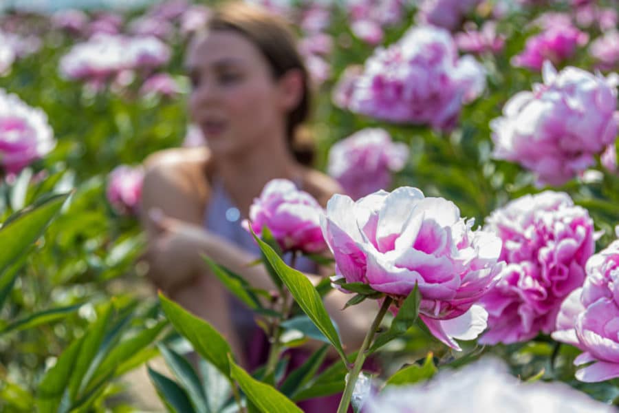231408-0745 model with Peonies from Netherlands