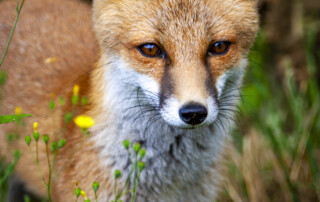 Wildlife Fox