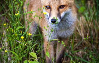 Wildlife Fox