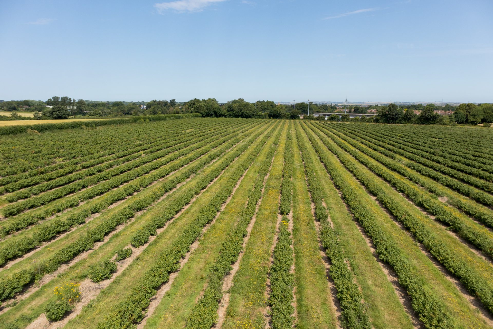 Aerial drone agricultural images